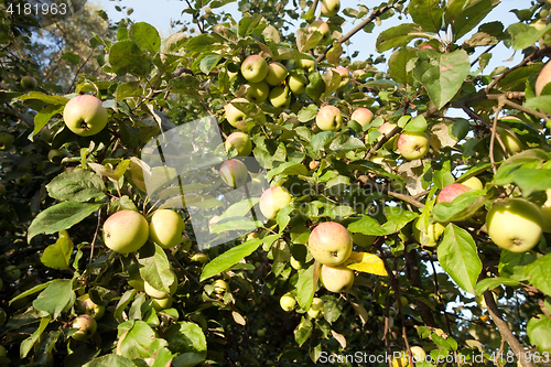 Image of apple orchard