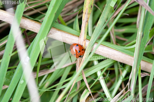 Image of ladybird