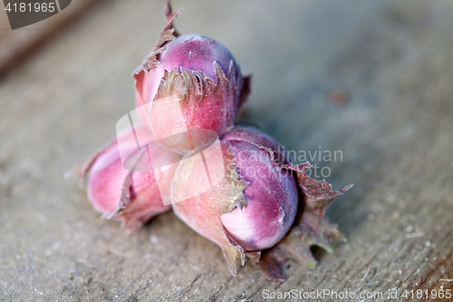 Image of hazelnut