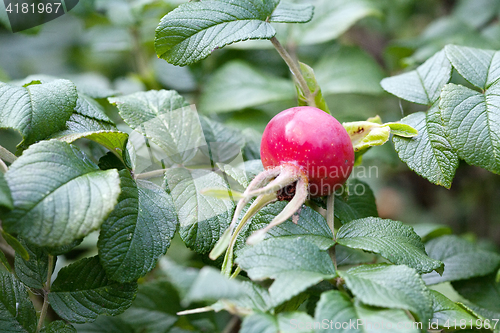 Image of red rosehip