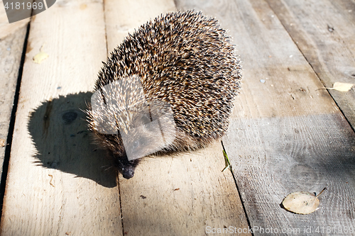 Image of hedgehog