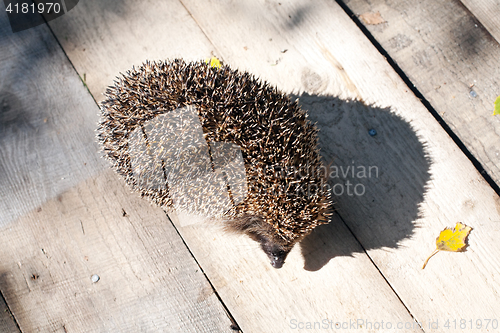 Image of hedgehog