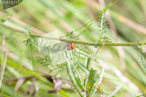 Image of small ladybird