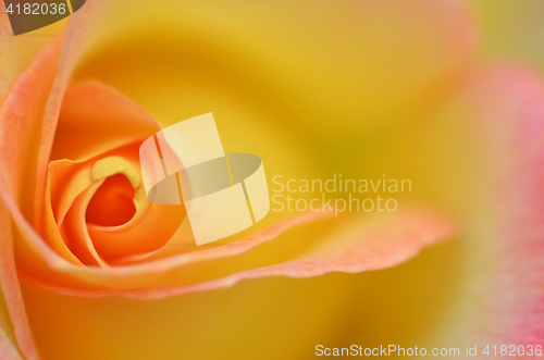 Image of Beautifu yellow rose flower