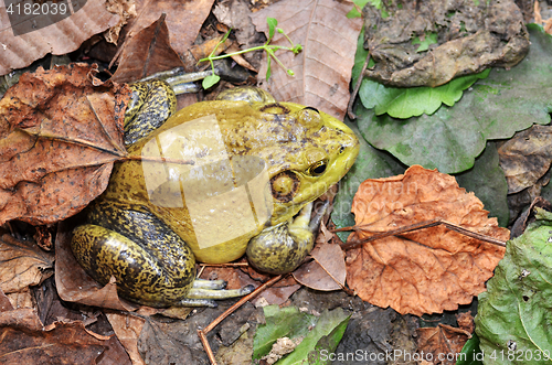 Image of Muddy green bull frog