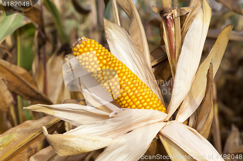 Image of ears of ripe corn