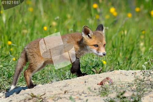 Image of young eurasian red fox