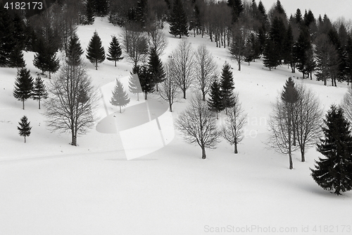 Image of forest in winter