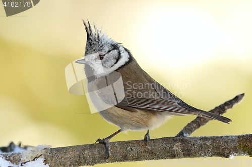 Image of tiny crested tit in the garden