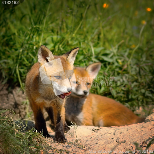 Image of family of red foxes