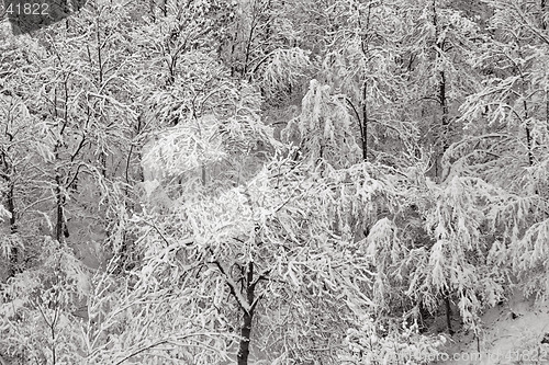 Image of Winter trees covered with snow, Valtrebbia, Italy