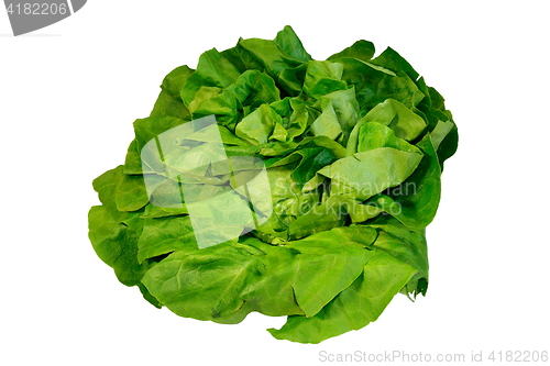 Image of isolated green salad