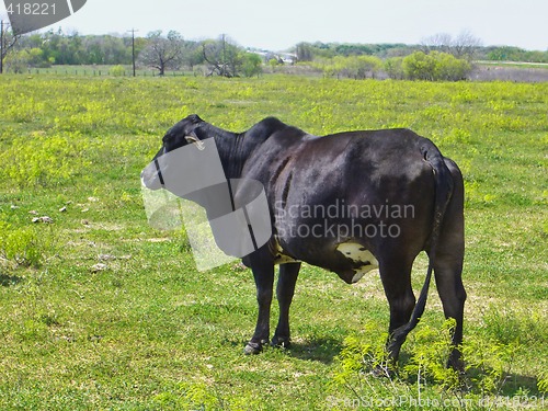 Image of Cow