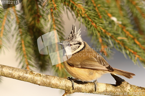 Image of crested tit profile view