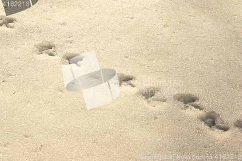 Image of bird tracks in snow