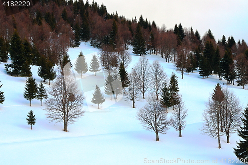 Image of forest edge in winter