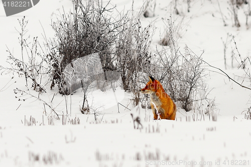 Image of red fox on snow