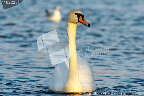 Image of mute swan on blue water