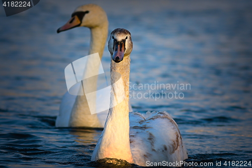 Image of juvenile mute swan swimming on blue lake