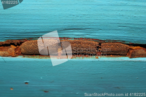 Image of fungal mold on old spruce planks