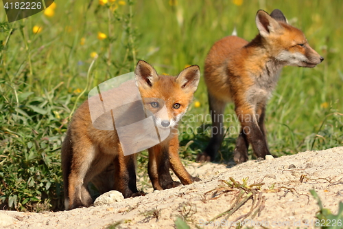 Image of curious fox cub looking at the camera