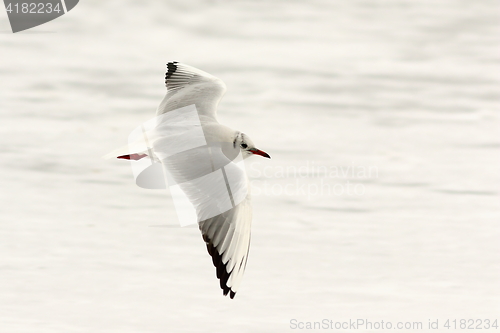 Image of black headed gull in flight