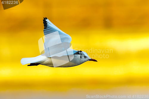 Image of gull in flight over colorful out of focus background