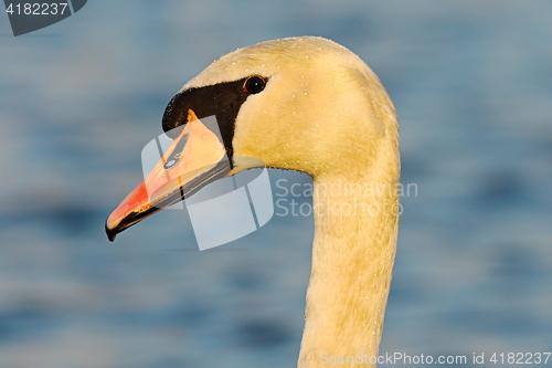 Image of portrait of wild mute swan
