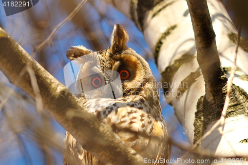 Image of long eared owl in birch tree