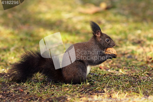 Image of cute squirrel from the park