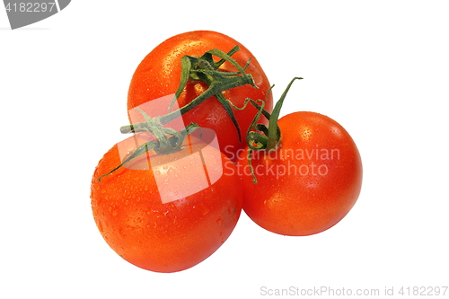Image of three isolated on white tomatoes