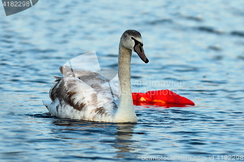 Image of juvenile mute swan swimming on polluted river