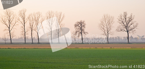 Image of Poplar trees in a winter agrarian landscape near Gossolengo, Valtrebbia, Italy