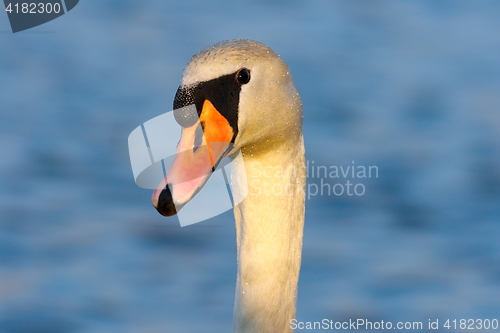 Image of portrait of wild mute swan