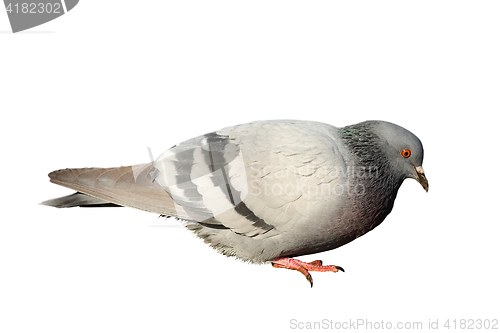 Image of isolated feral pigeon 