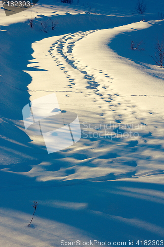 Image of wildlife traces on rural road