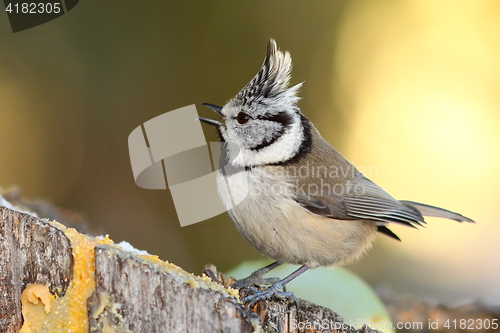 Image of european crested tit on stump in the garden