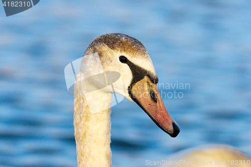 Image of beautiful portrait of mute swan