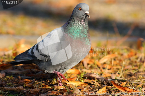 Image of feral pigeon walking in the park