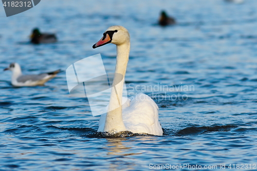Image of beautiful mute swan on blue water