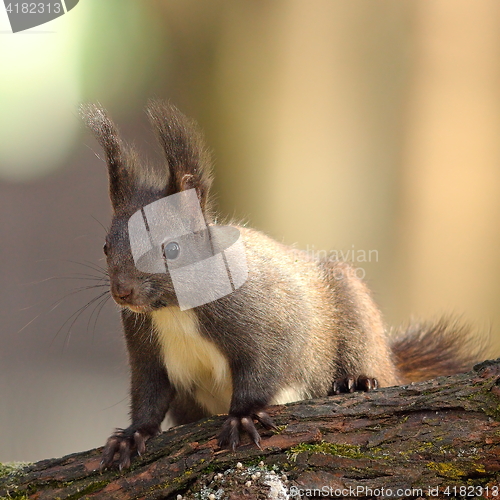 Image of cute wild red squirrel