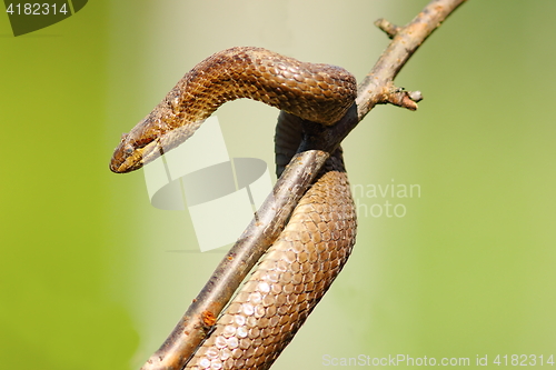 Image of smooth snake after hibernation