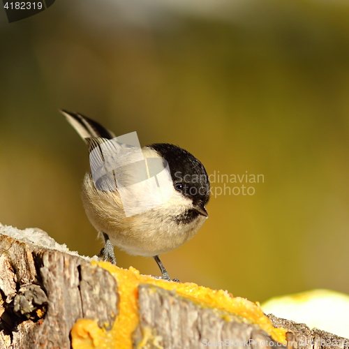 Image of coal tit coming to feed on lard