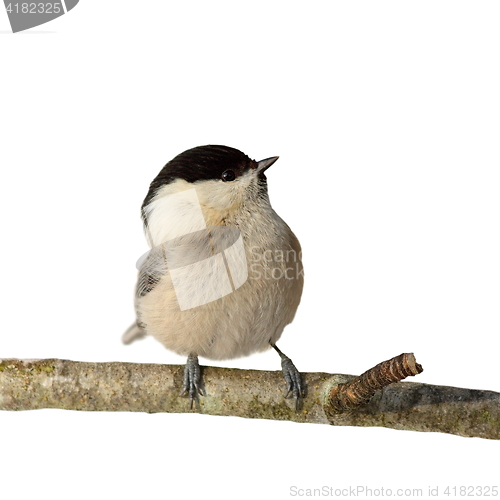 Image of perched coal tit isolated on white