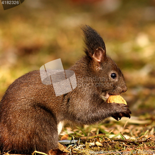 Image of hungry squirrel eating nut