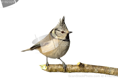 Image of isolated crested tit on twig