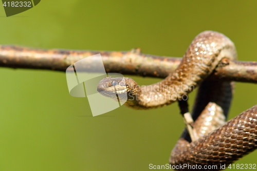Image of close up of smooth snake on branch