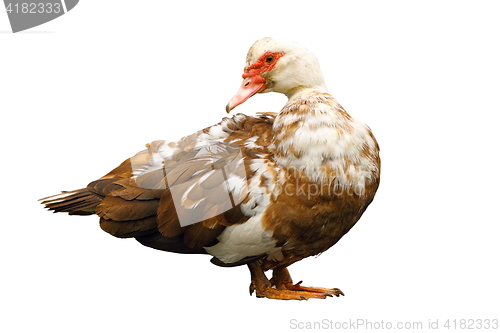 Image of isolated domestic muscovy duck