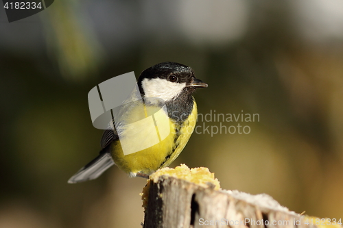 Image of great tit perched on top of wooden stump