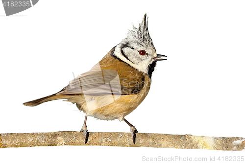 Image of perched crested tit on white background